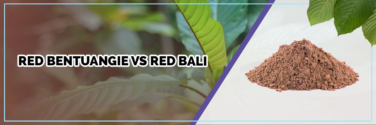 image of page banner red bentuangie vs red bali