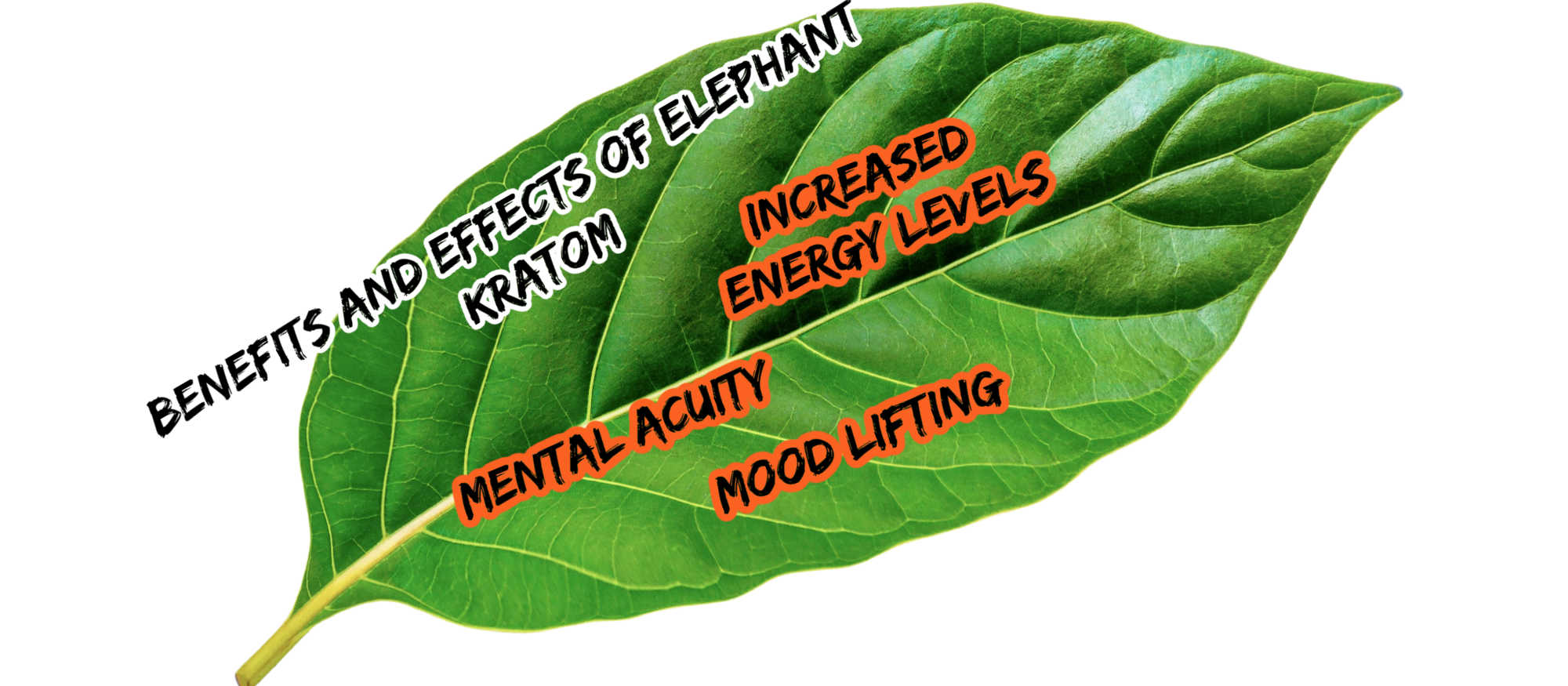 image of elephant kratom benefits and effects