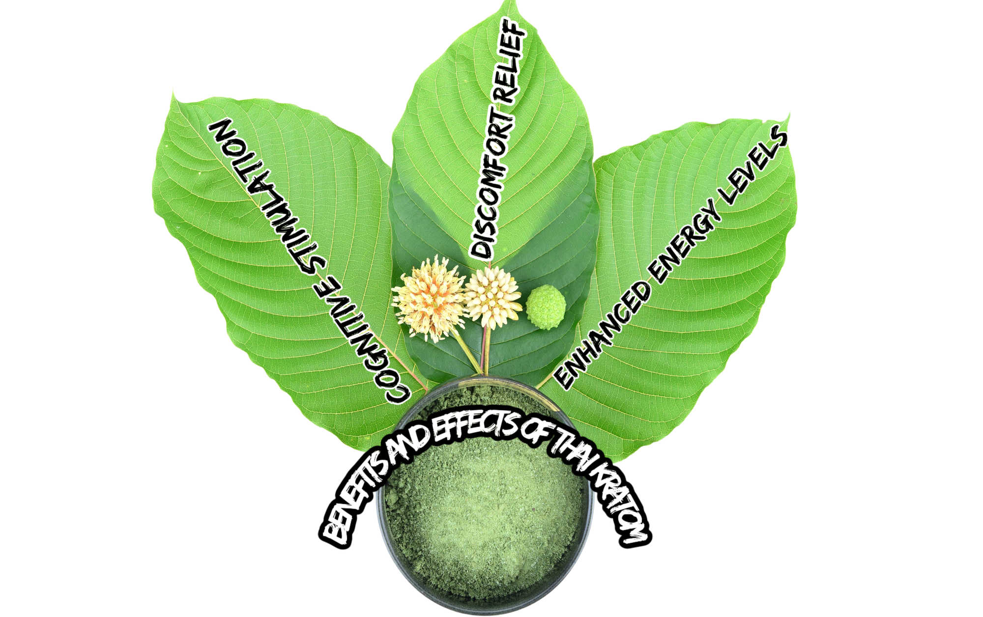 image of thai kratom benefits and effects