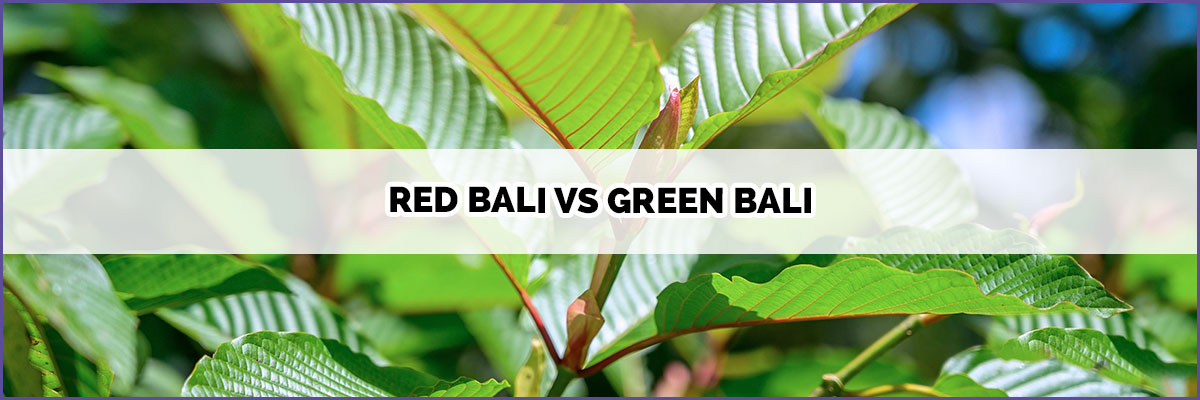 image-of-page-banner-red-bali-vs-green-bali